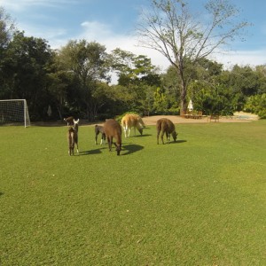 VIAGEM DE ESTUDO AO SÍTIO DO CARROÇÃO