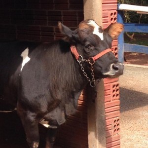 FAZENDO FAZENDA 3º ANO -  2018