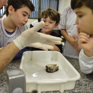 AULA NO LABORATÓRIO SOBRE ANIMAIS VERTEBRADOS E INVERTEBRADOS