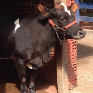 FAZENDO FAZENDA 4º ANO -  2018