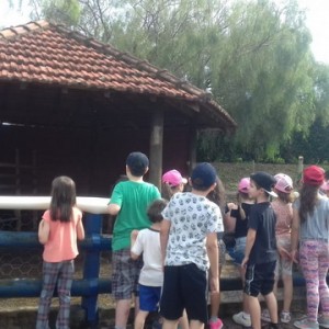 FAZENDO FAZENDA 2º ANO -  2018