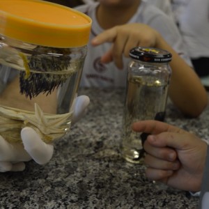 AULA NO LABORATÓRIO SOBRE ANIMAIS VERTEBRADOS E INVERTEBRADOS