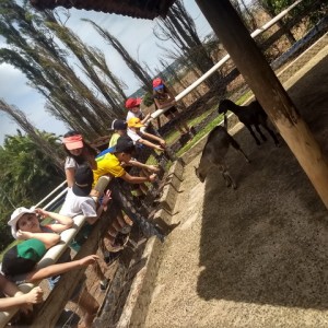 FAZENDO FAZENDA 3º ANO -  2018