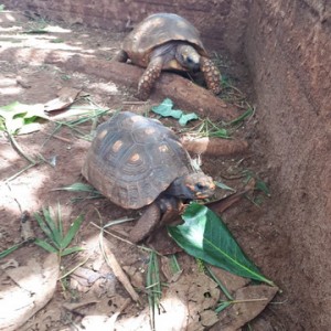 FAZENDO FAZENDA 2º ANO -  2018