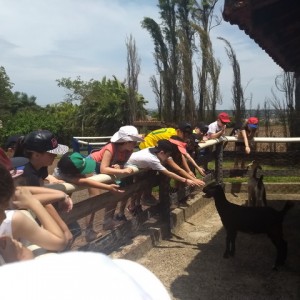 FAZENDO FAZENDA 3º ANO -  2018