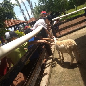 FAZENDO FAZENDA 3º ANO -  2018