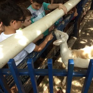 FAZENDO FAZENDA 2º ANO -  2018