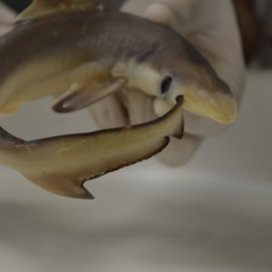 AULA NO LABORATÓRIO SOBRE ANIMAIS VERTEBRADOS E INVERTEBRADOS